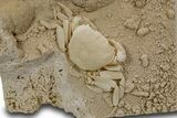 Fossil Crab (Potamon) Preserved in Travertine - Turkey #301761-2